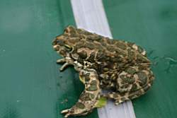 117 �������-���������������.JPG