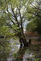 258 ������� 6.JPG