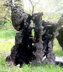 391 ���� ����� ���....JPG